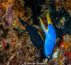 Black & Blue by George Touliatos 